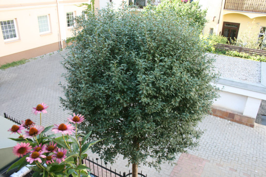 a do malebného dvorku vnitrobloku