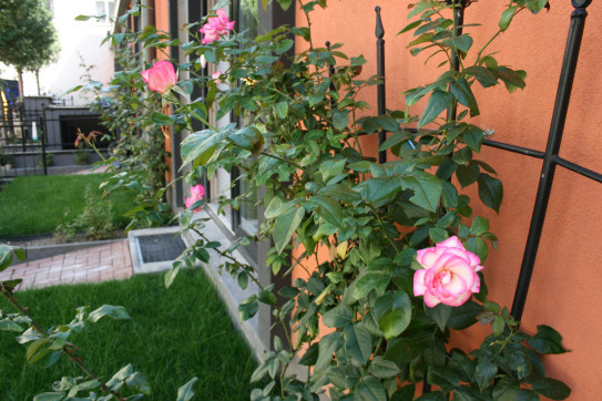 Každý den pro Vaše potěšení